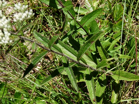 {Eupatorium album}